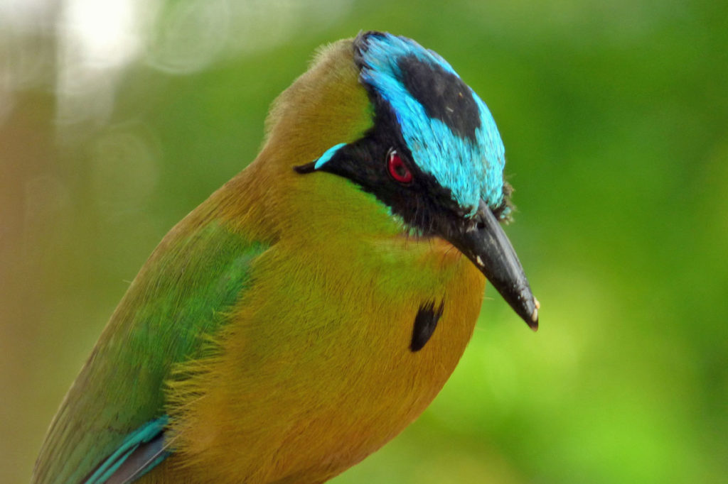 Tropical Birds Might Be Shrinking Due To Climate Change