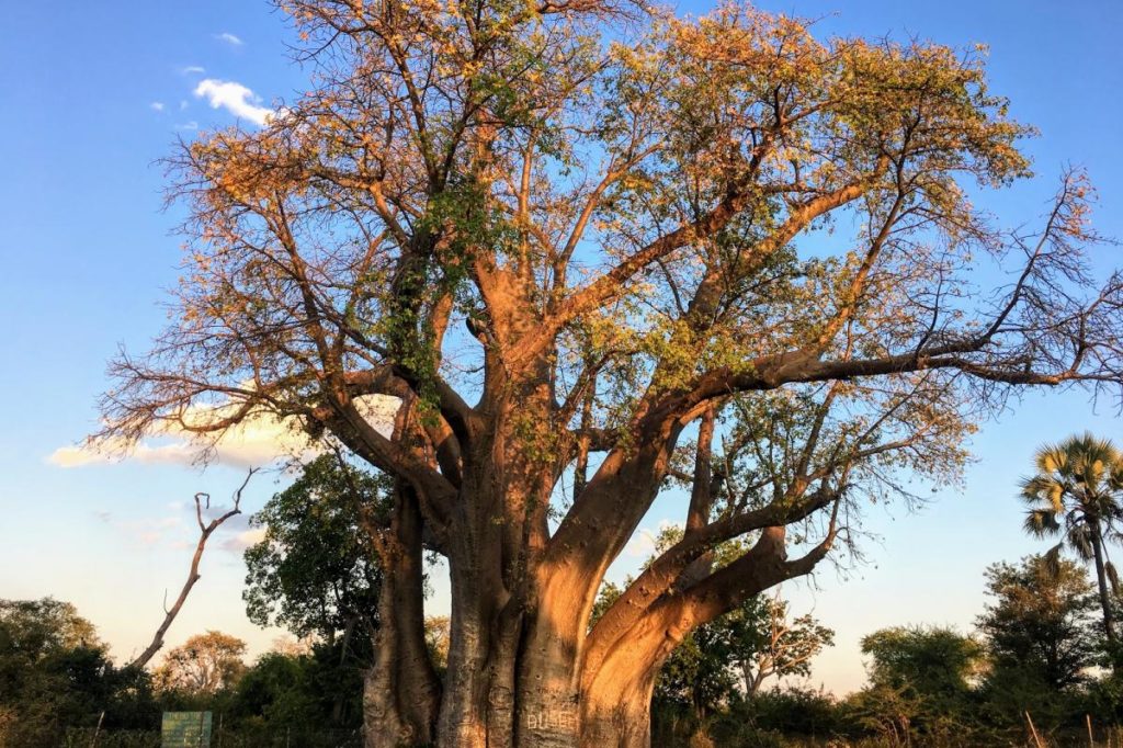 How Old Is Zimbabwe’s Famous “Big Tree” at Victoria Falls?