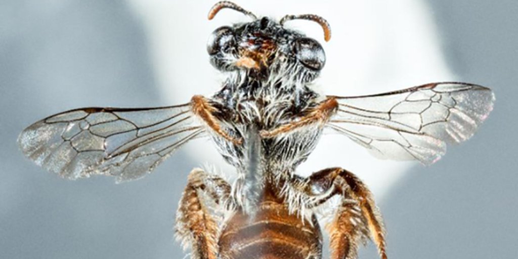 A New Species of Bee With a Big Nose Was Recently Discovered