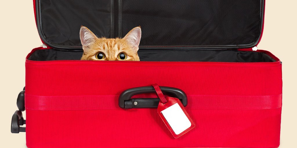 A Cat Was Discovered in the Luggage of an Unaware Traveler