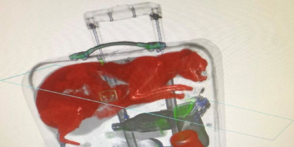 The X-ray of the cat in the suitcase