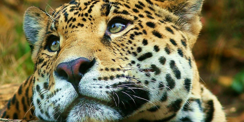 The Male Jaguar Is More Sociable Than Scientists Thought