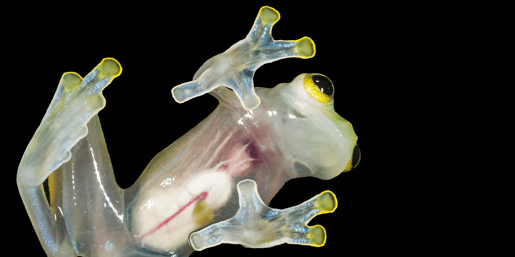 Transparent Glass Frogs Can Turn Almost Invisible When They Sleep