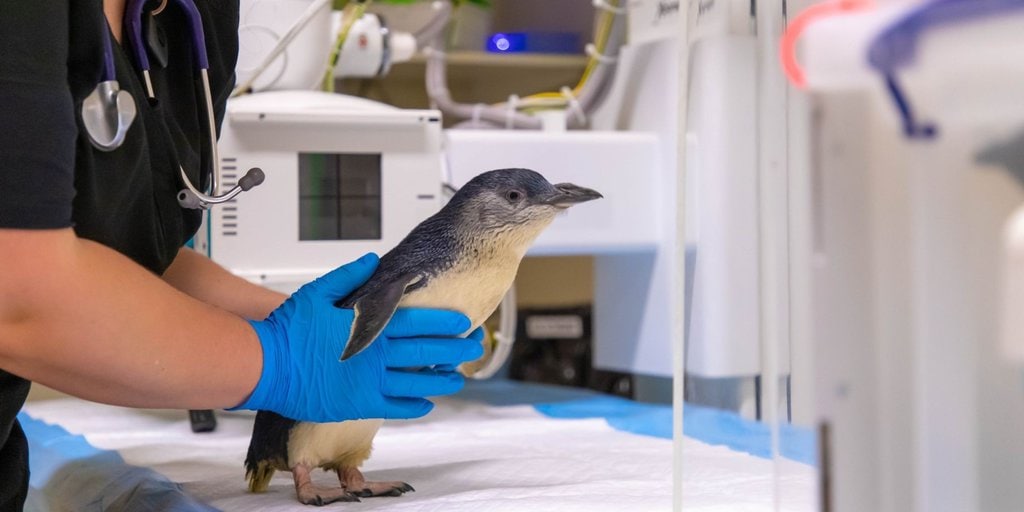Chaka Was the First Fairy Penguin to Go Through an MRI Scan
