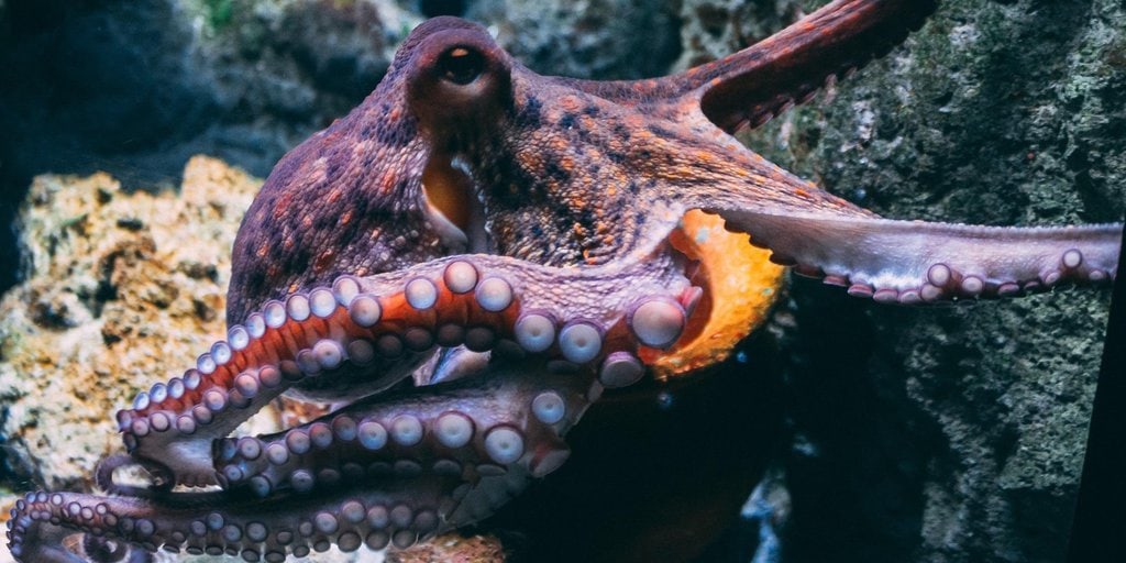 The Brains of Freely-Moving Octopuses Were Scanned for the First Time